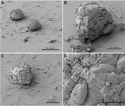 3D Co-culture of hiPSC-Derived Cardiomyocytes With Cardiac Fibroblasts Improves Tissue-Like Features of Cardiac Spheroids